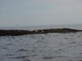 0723_04_SealPups.JPG